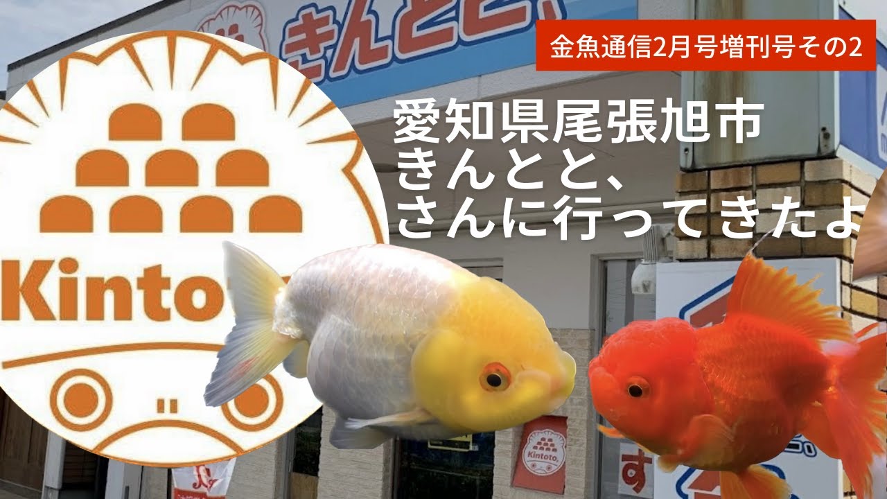 【金魚通信2023年2月号増刊号②】愛知県尾張旭市きんとと、さんに行ってきたよ！