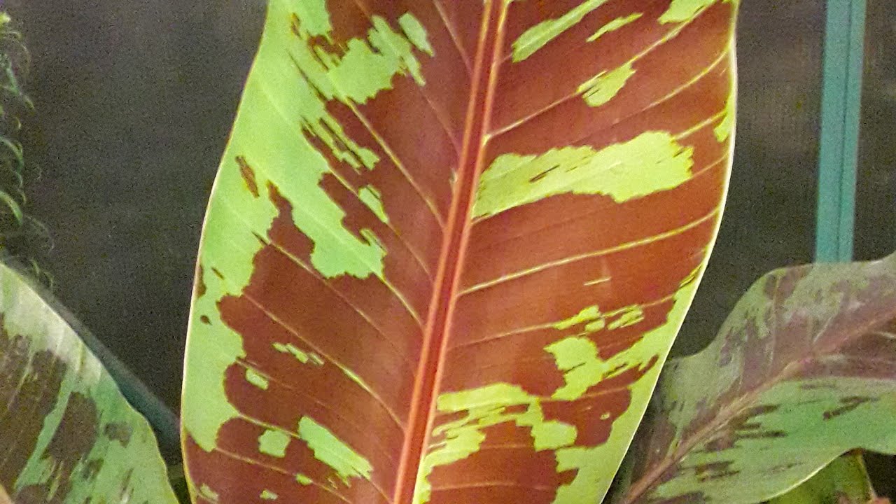 Musa sumatrana zebrina rojo wysiew nasion