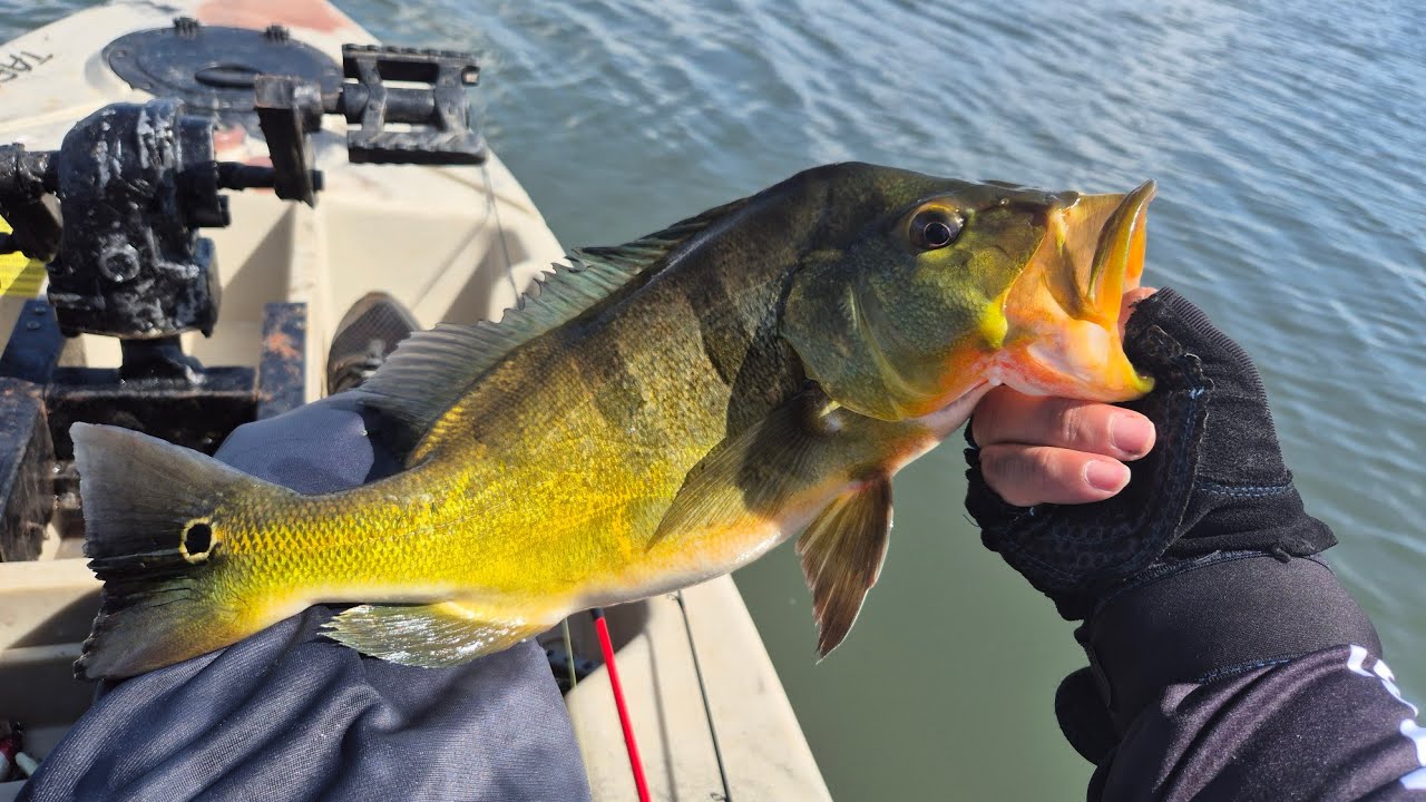Lago Paranoá - O melhor ponto de pesca de tucunaré da região é aqui... #mererofishing 