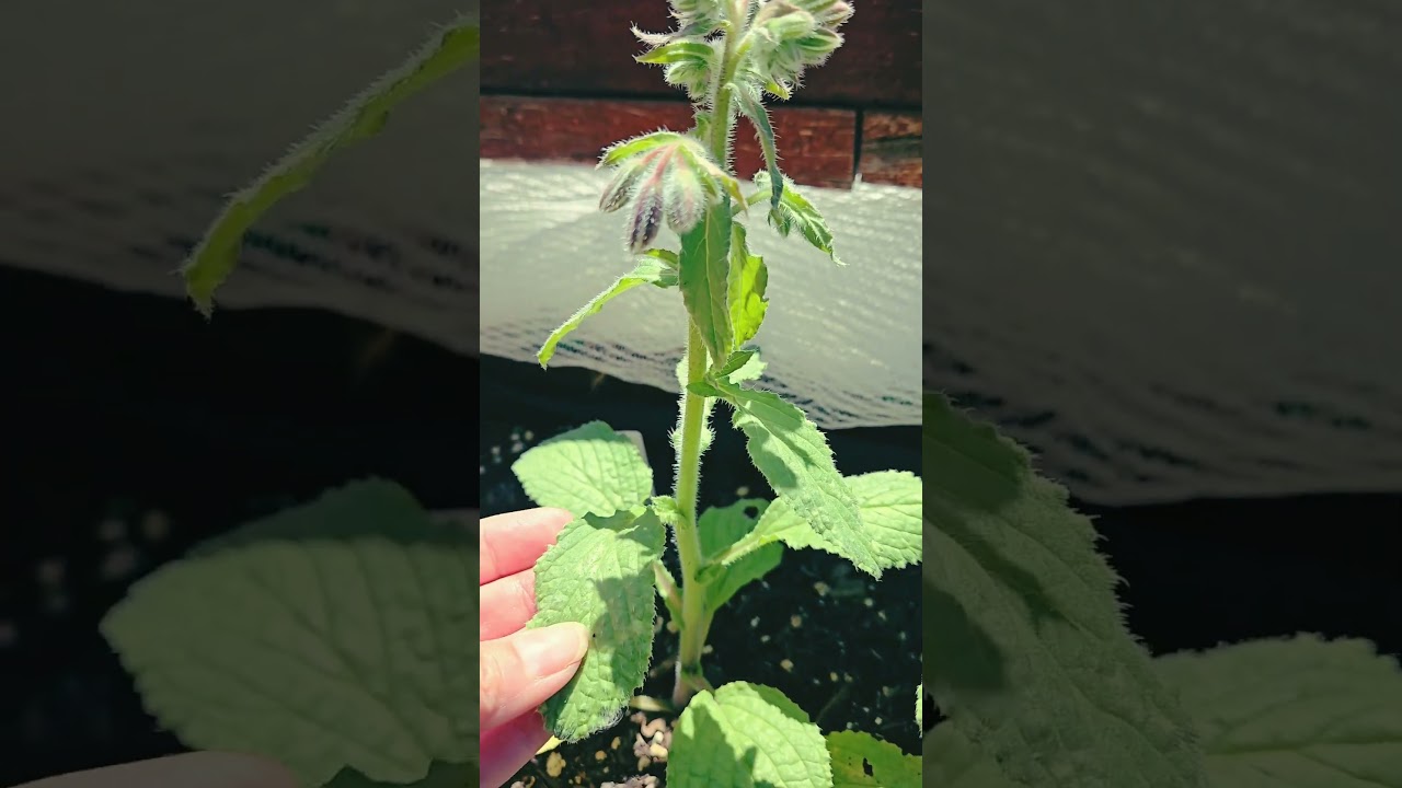 The Magic of Borage #greenwitch #witchystuff #plantmagic