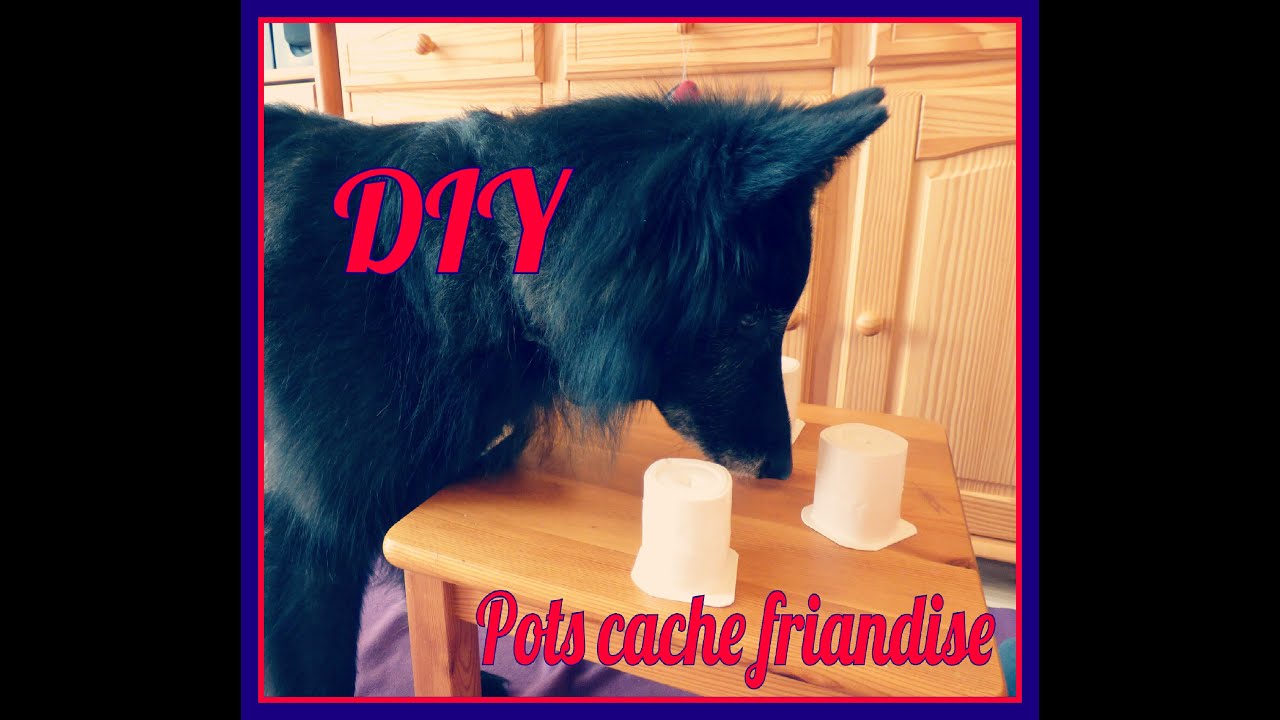 DIY l Les pots cache friandises (jeu d'intelligence pour chien)