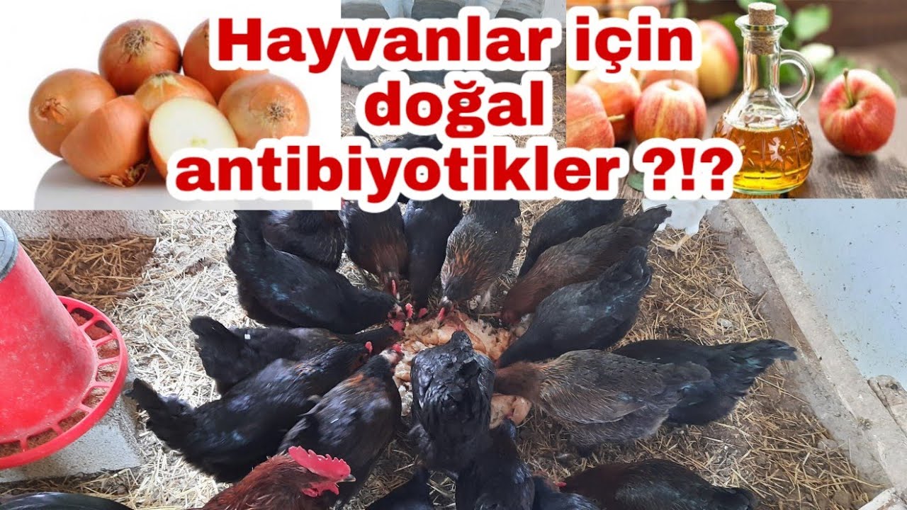 Tavuklar için doğal antibiyotik ?!?(MUTLAKA VERİN?!?)#tavukçiftliği #doğalantibiyotik