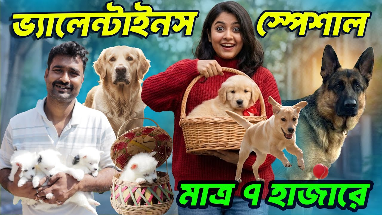 ভ্যালেন্টাইনস ডে স্পেশাল | সবচেয়ে কম দামে কুকর পেয়ে যাবেন_অশোকনগরে কুকুর কেনেল  62965 65702