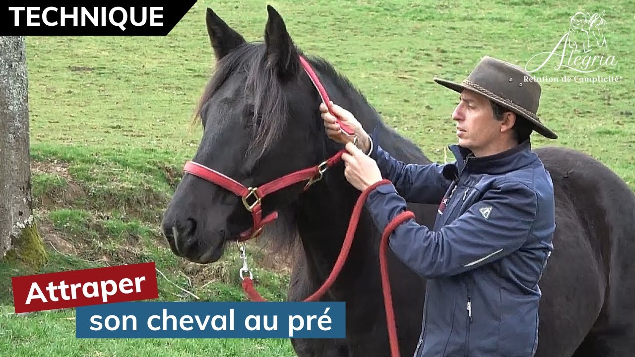 [ EDUQUER SON CHEVAL 👀 ] Comment attraper son cheval au pré