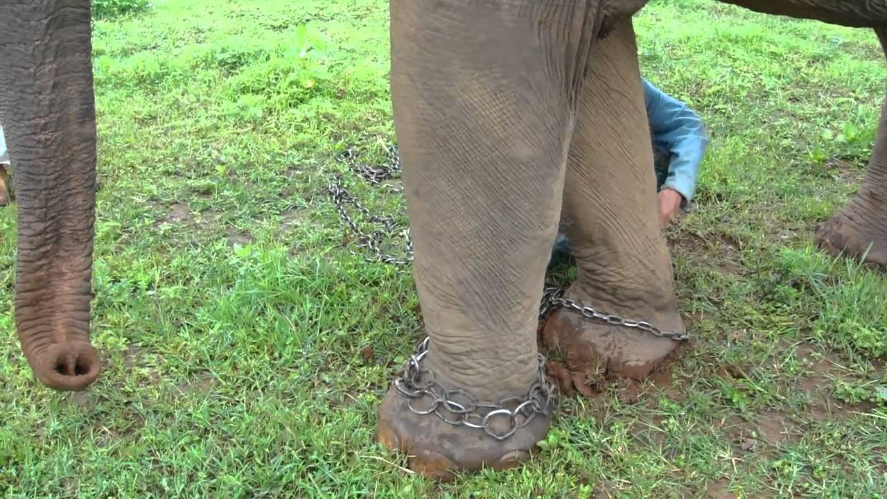Khum Min the elephant set free (see the chains removed) | Rowan Hetherington