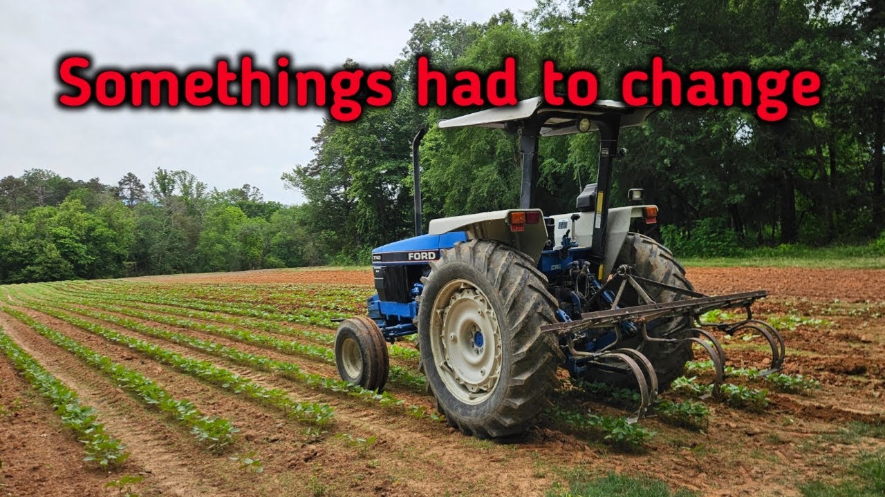 Cultivating Green Beans and Peas