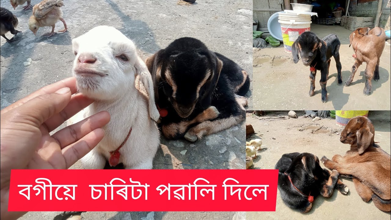 বগীয়ে  চাৰিটা পৱালি দিলে Goat farming in Assam #goatfarm #vlog #farming #goatfarming #sagolifarm #30