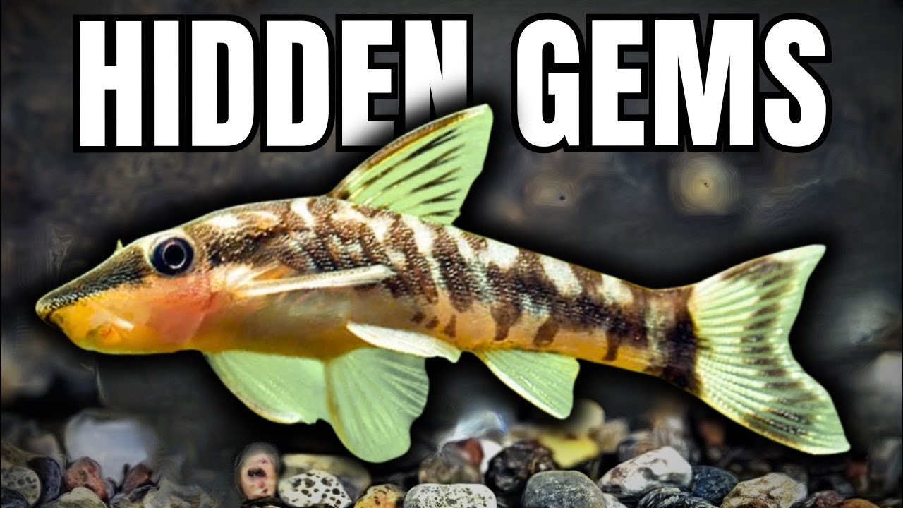 Small Catfish That Will Steal Your Heart