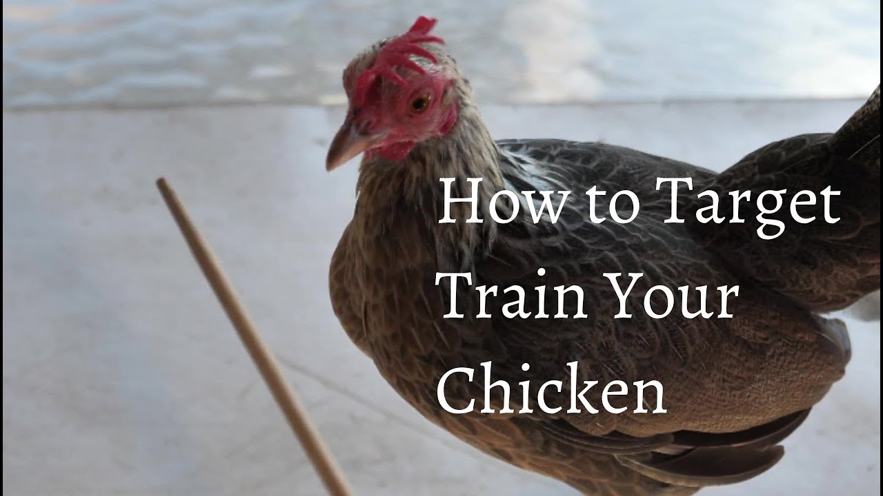 How to Target Train your Chicken