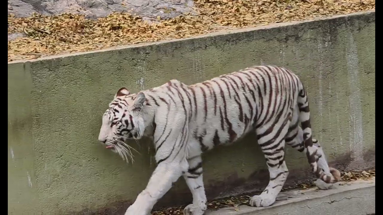 Nehru Zoological Park Hyderabad 