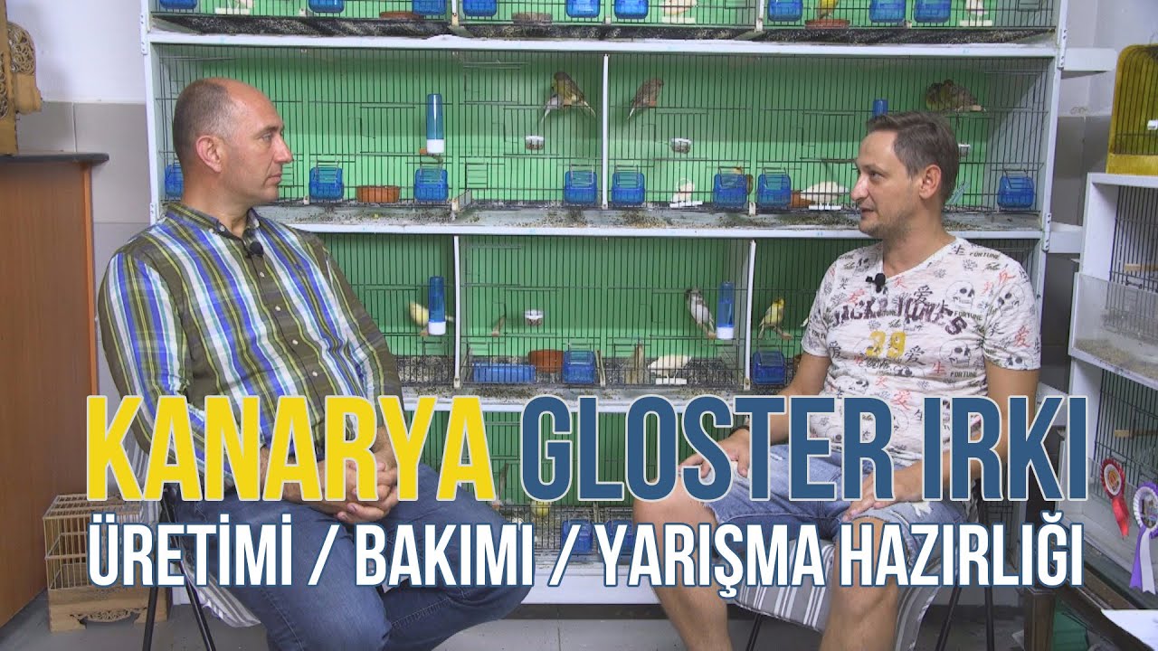 KANARYA GLOSTER IRKI(Üretimi - Bakımı - Yarışma Hazırlığı) - Süslü #kanarya #gloster #glosterkanarya