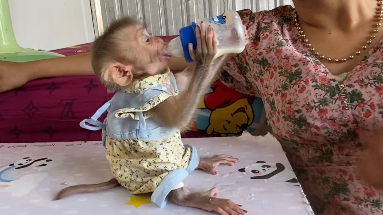Amazingly!! the Intelligent monkey LIORA learned to hold a milk bottle to drink on her own