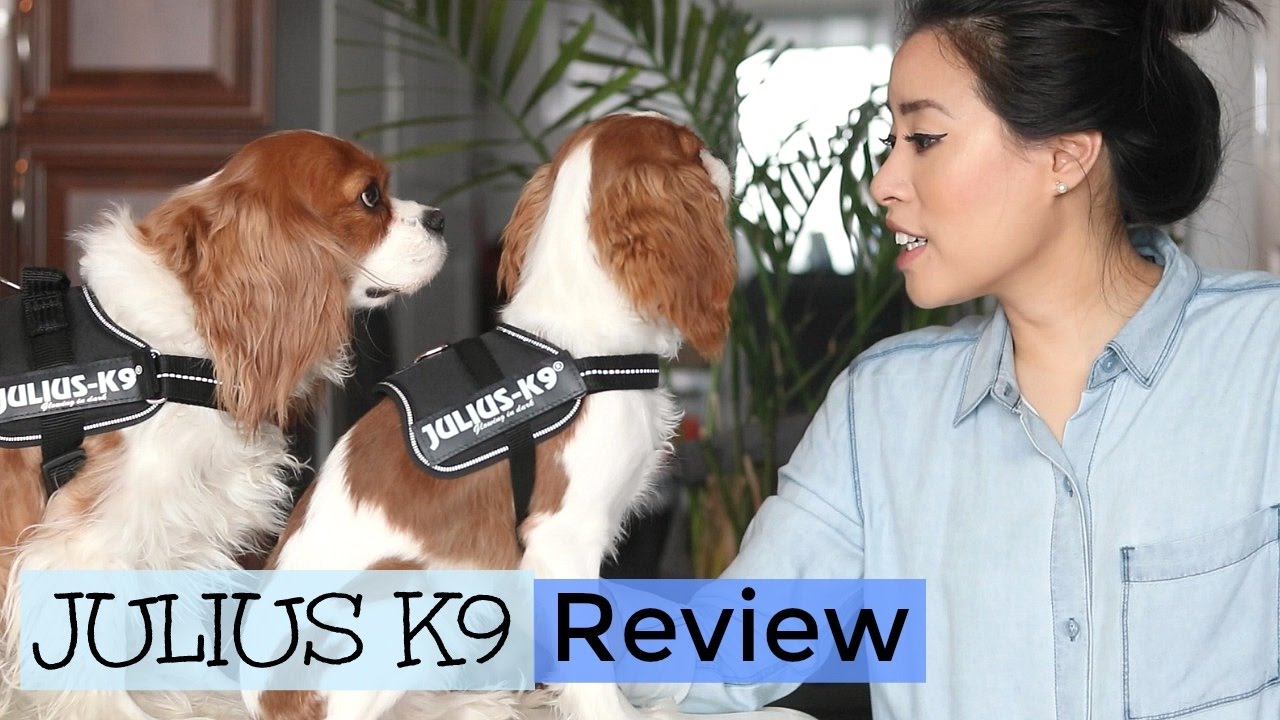 Julius K9 Harness Review | No Pull Harness | Herky the Cavalier King Charles Spaniel