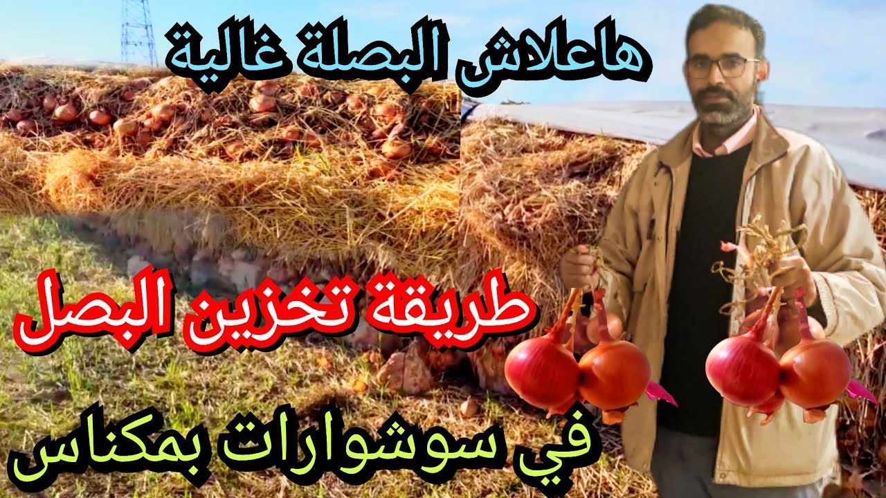 طريقة تخزين البصل الأحمر في السوشوارات وأسباب ارتفاع ثمن البصل في السوق 