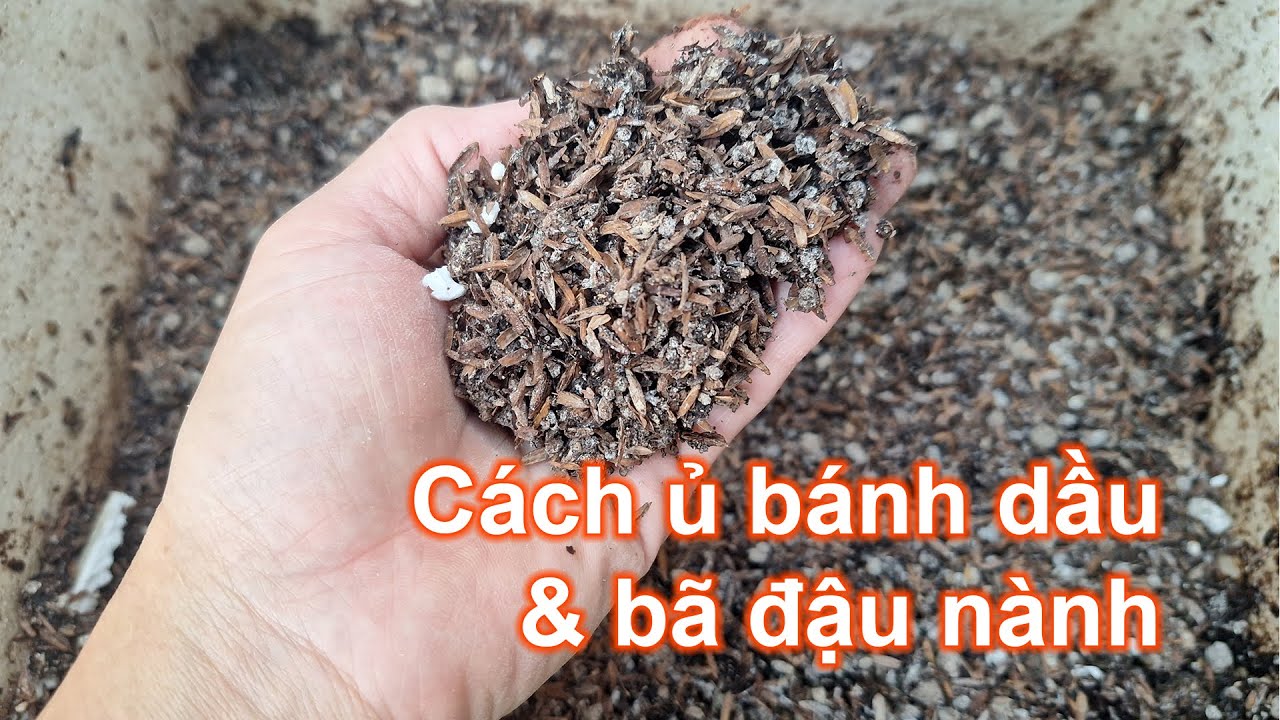 Cách ủ bánh dầu và bã đậu nành khô làm phân bón | Bà Lan - Nông dân sân thượng #63