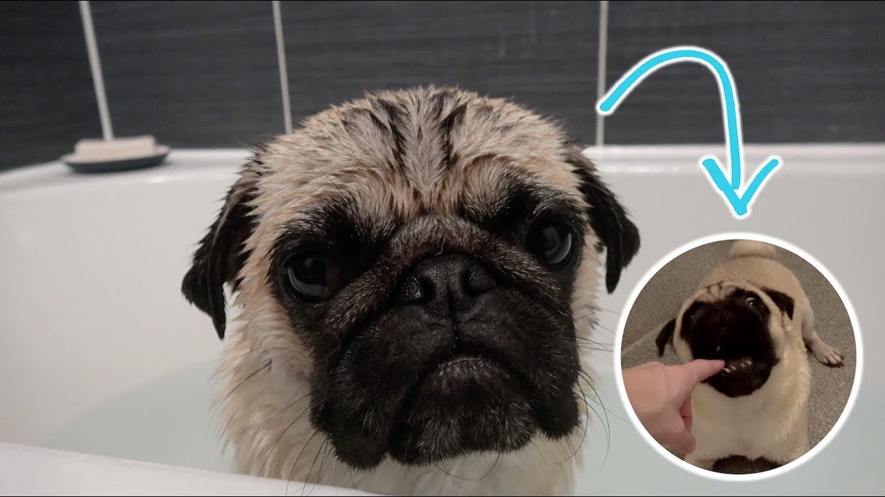 Pablo did NOT enjoy this bath!