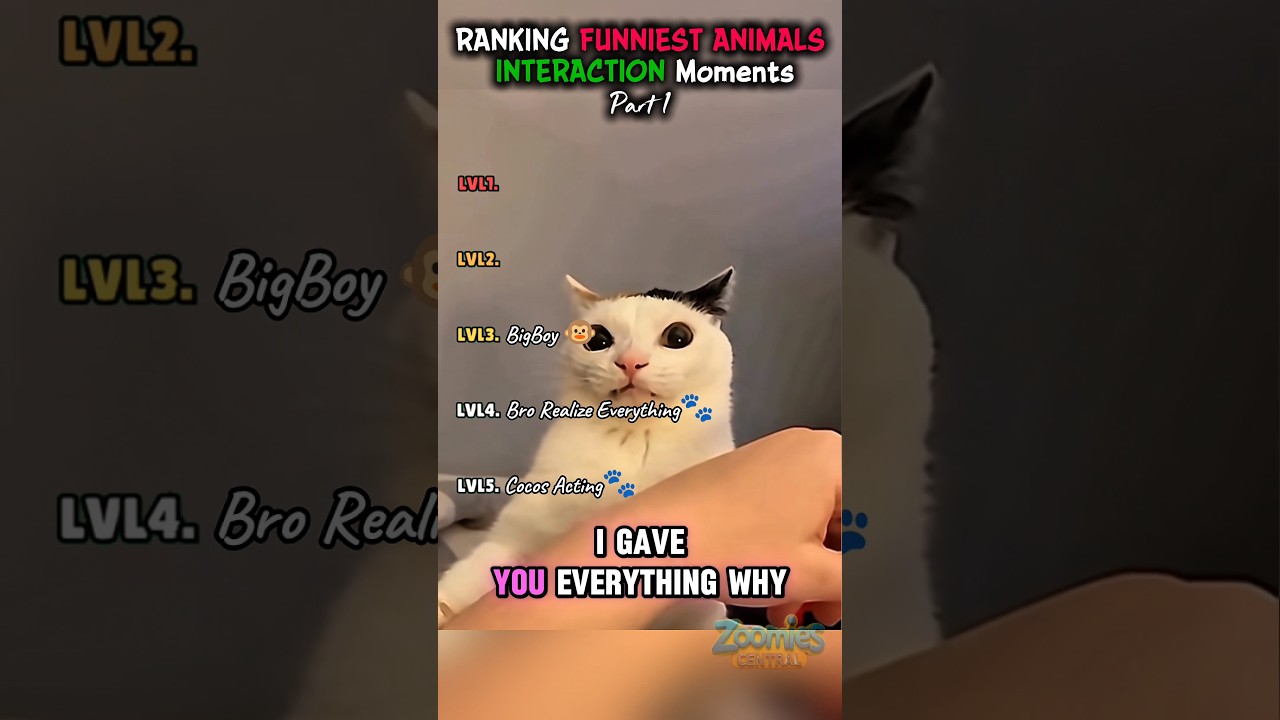 RANKING FUNNIEST ANIMAL INTERACTION Moments PART 1 #funny #ranking #foryou