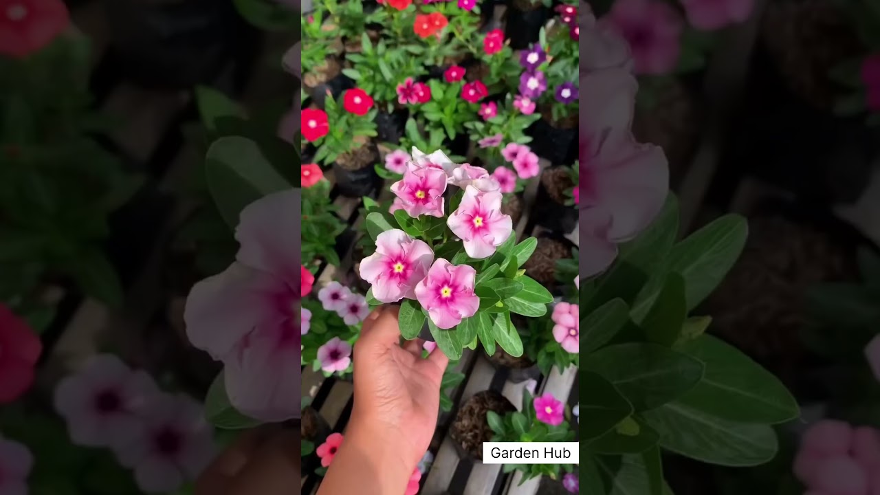 Rare Imported Vinca Flower Seed Online Shopping 🌱 