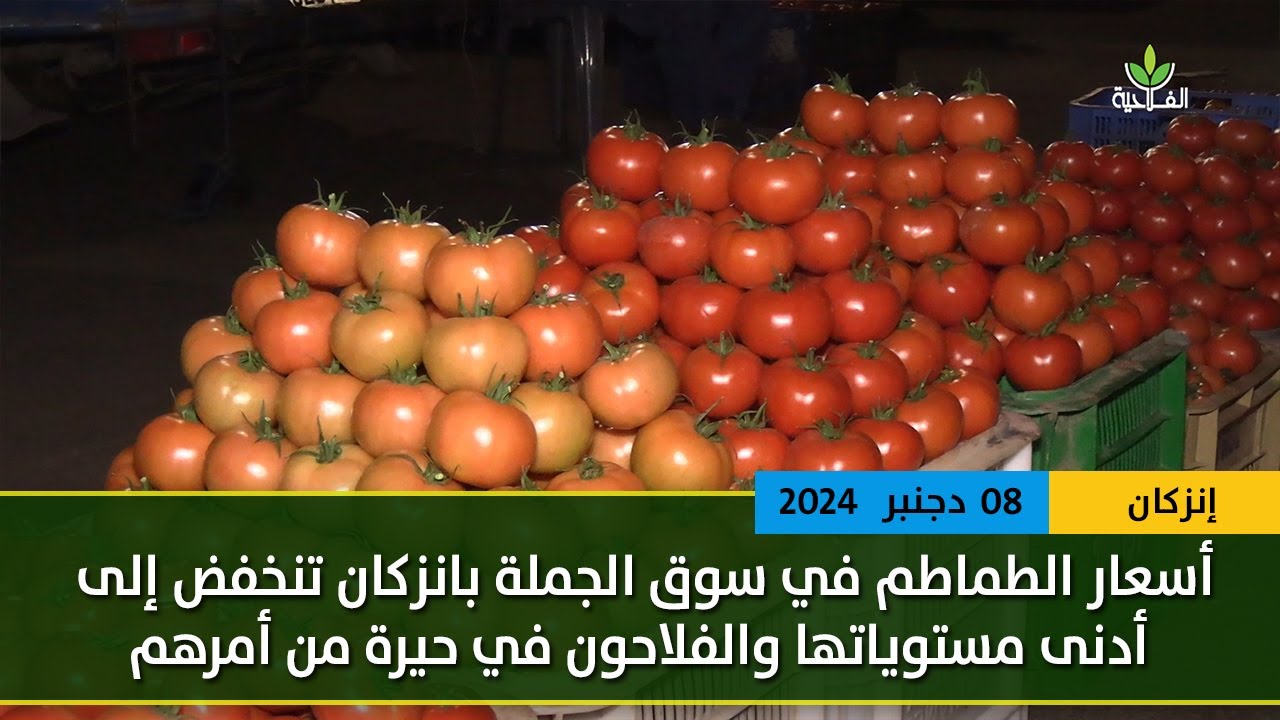 أسعار الطماطم في سوق الجملة بانزكان تنخفض إلى أدنى مستوياتها والفلاحون في حيرة من أمرهم