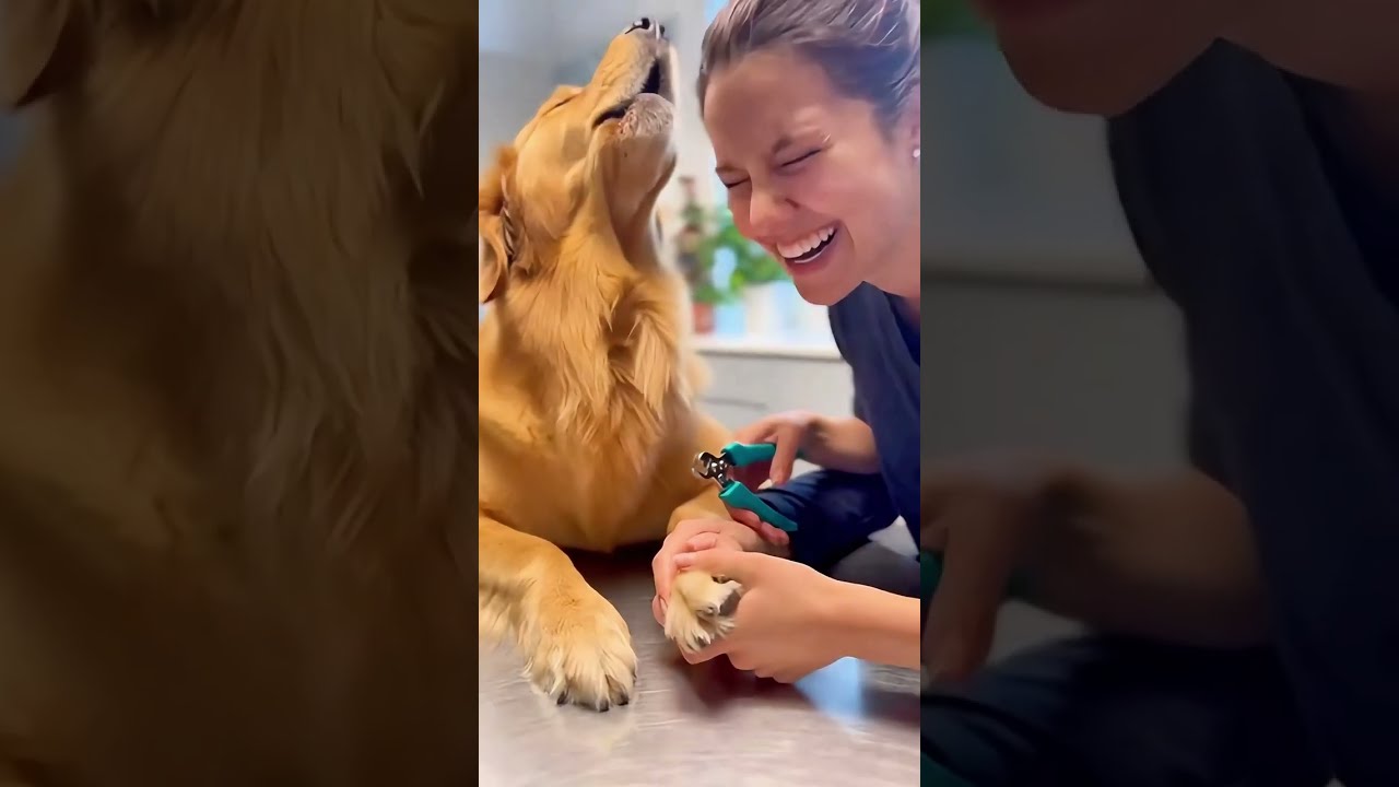 The Most Overdramatic Animal,s Grooming Reactions Ever Caught on Camera 😂🐾
