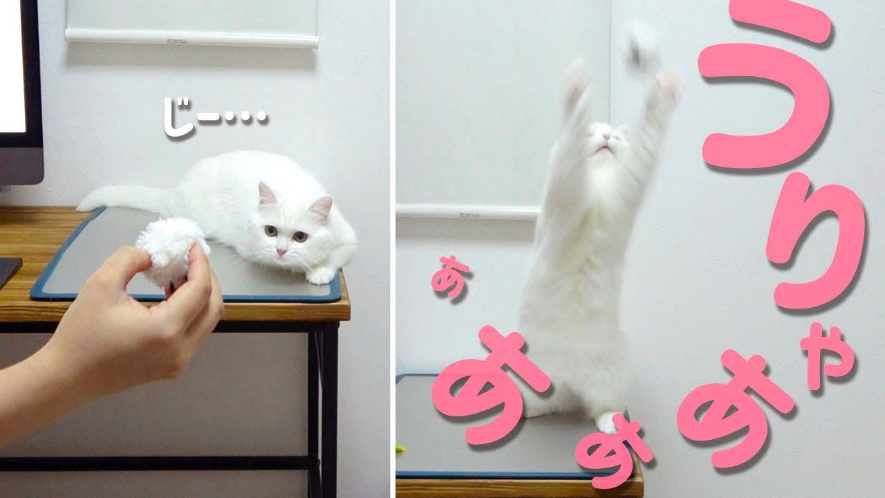 【ほぼ犬】うちの猫のもふ玉キャッチが上手すぎる！