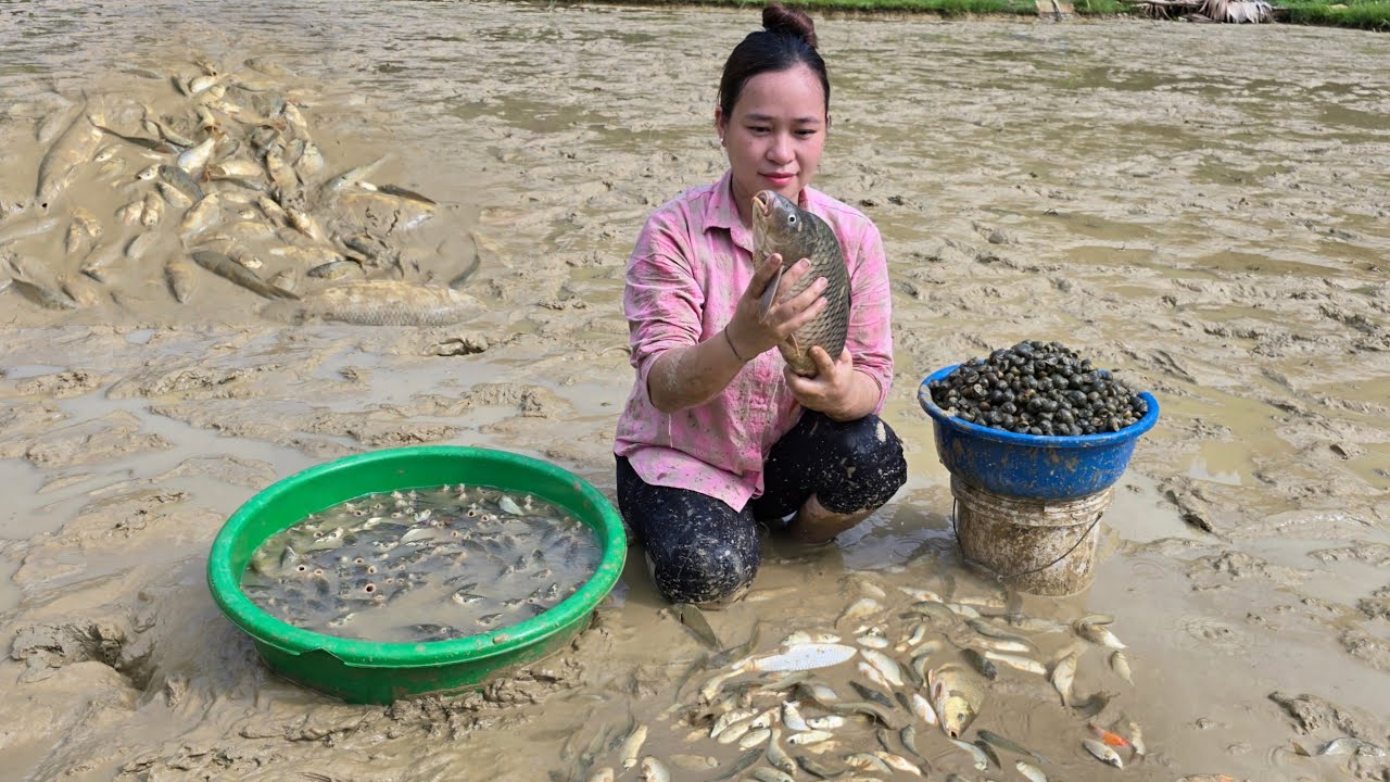 Harvesting Carp In The Field - Prepare & Enjoy 3 Fish Dishes - Ly Thi Ca