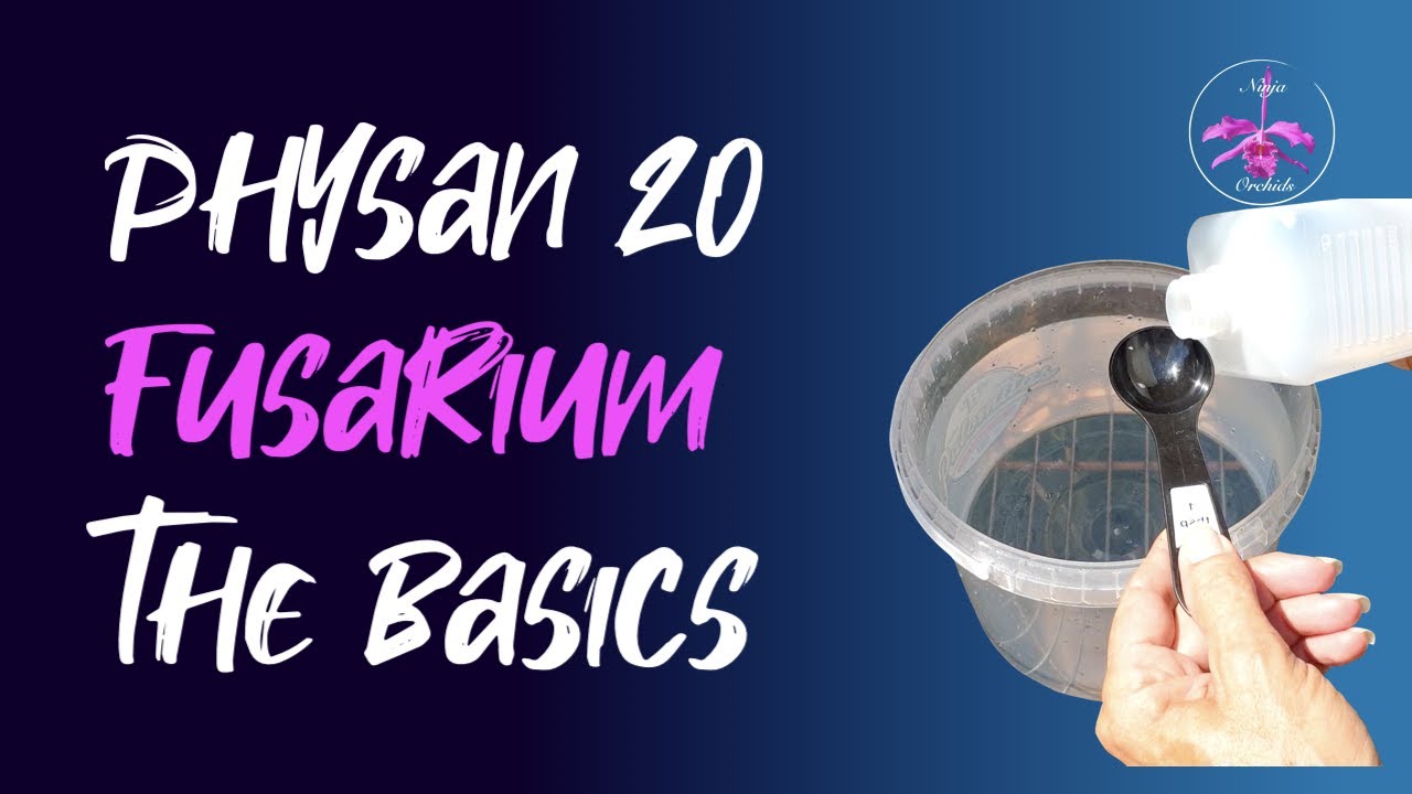 Как использовать Physan 20 | Лечение фузариоза орхидей #fusarium #ninjaorchids