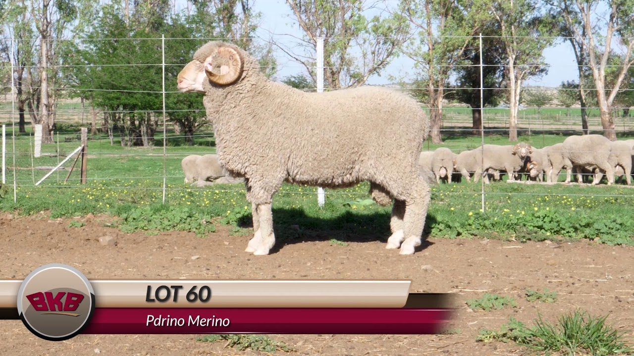 Pdrino Merino | Pre Veiling Final HD