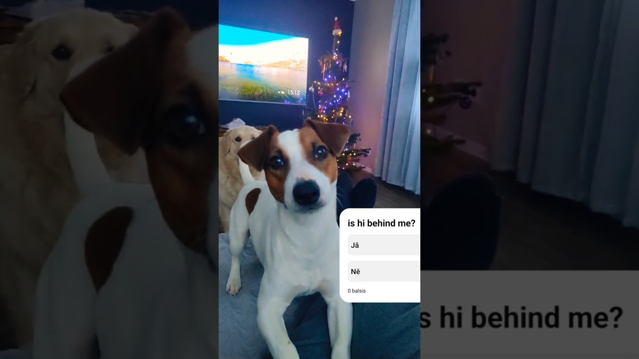 Jack Russell Has No Idea 😭 