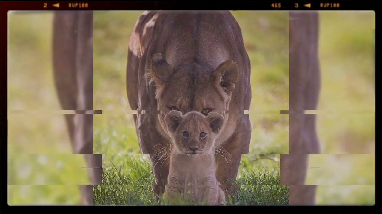 الأمومة فى الحيوانات animals moms