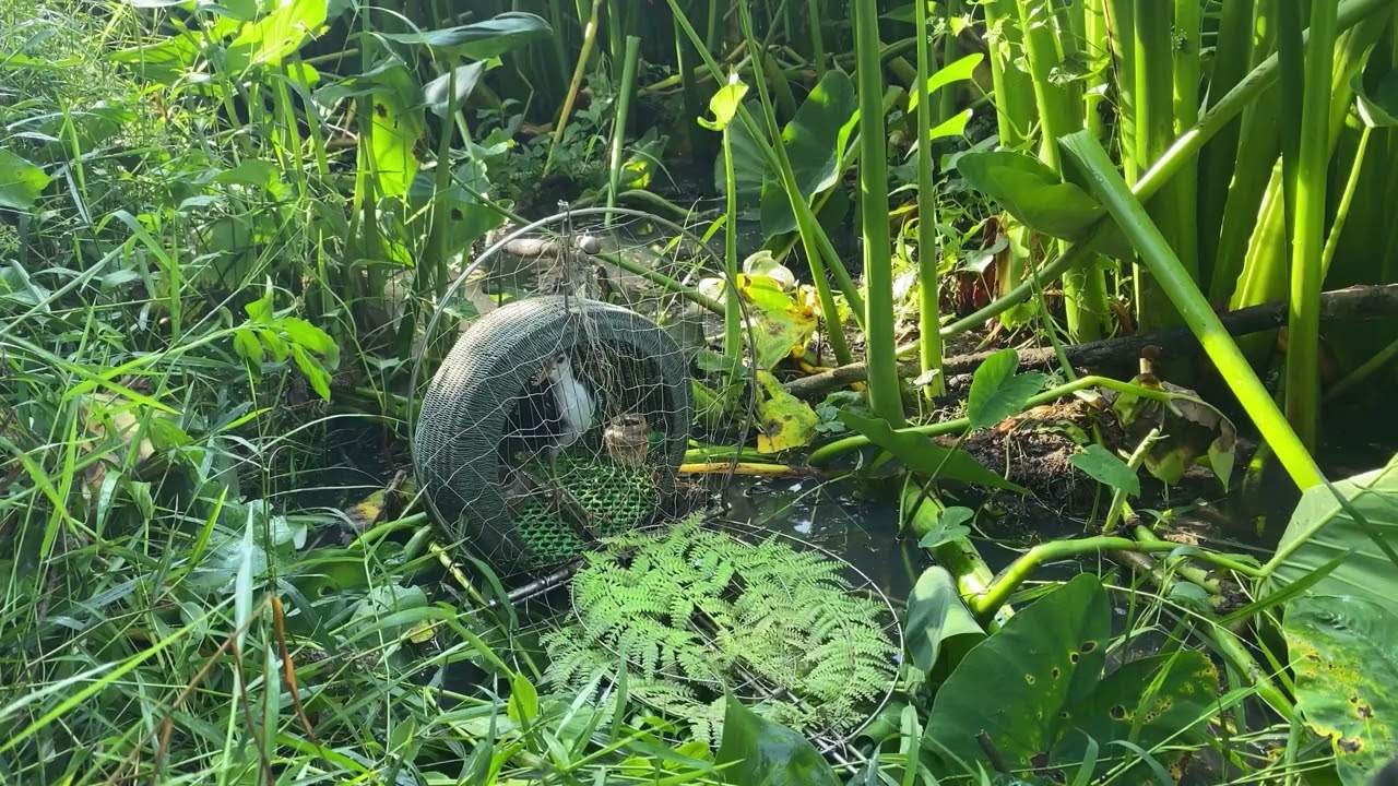 . Bẩy chim quốc mồi tự chơi. Chim sung quá . Bởi về không đá . Anh em vui nha