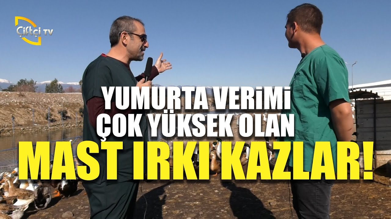 Yumurta Verimi Çok Yüksek Olan Mast Kazları - Dr. Cem İle Kanatlılar