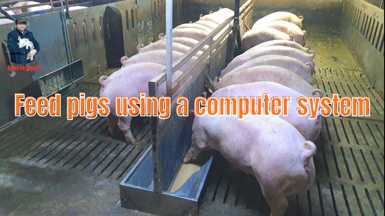 Feed pigs using a computer system | Video 32 |