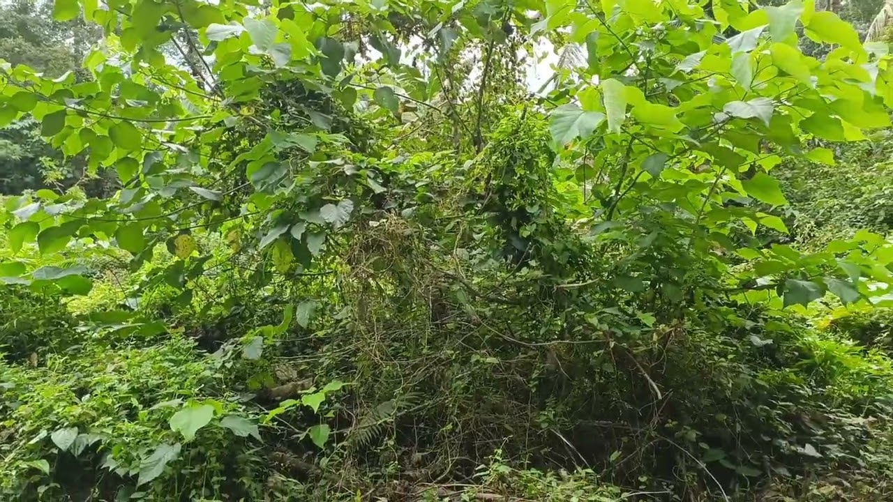 FOR SALE FARM LAND ALONG THE CREEK RICH SOURCE OF WATER | 3.2 HEC | BILAR BOHOL | PRICE 150/SQM