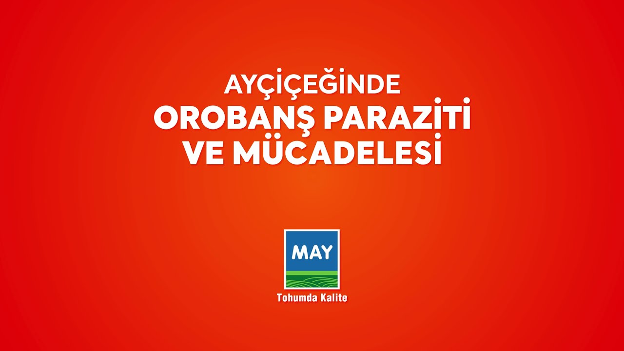 OROBANŞ PARAZİTİYLE MÜCADELEDE EN ETKİLİ YÖNTEMLER BU VİDEODA