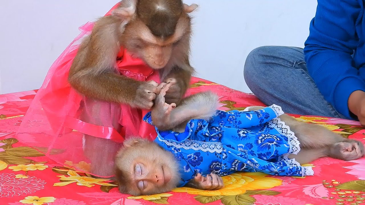 Little PiPi Felling Sleepy While Enjoy Grooming By Sister Luna