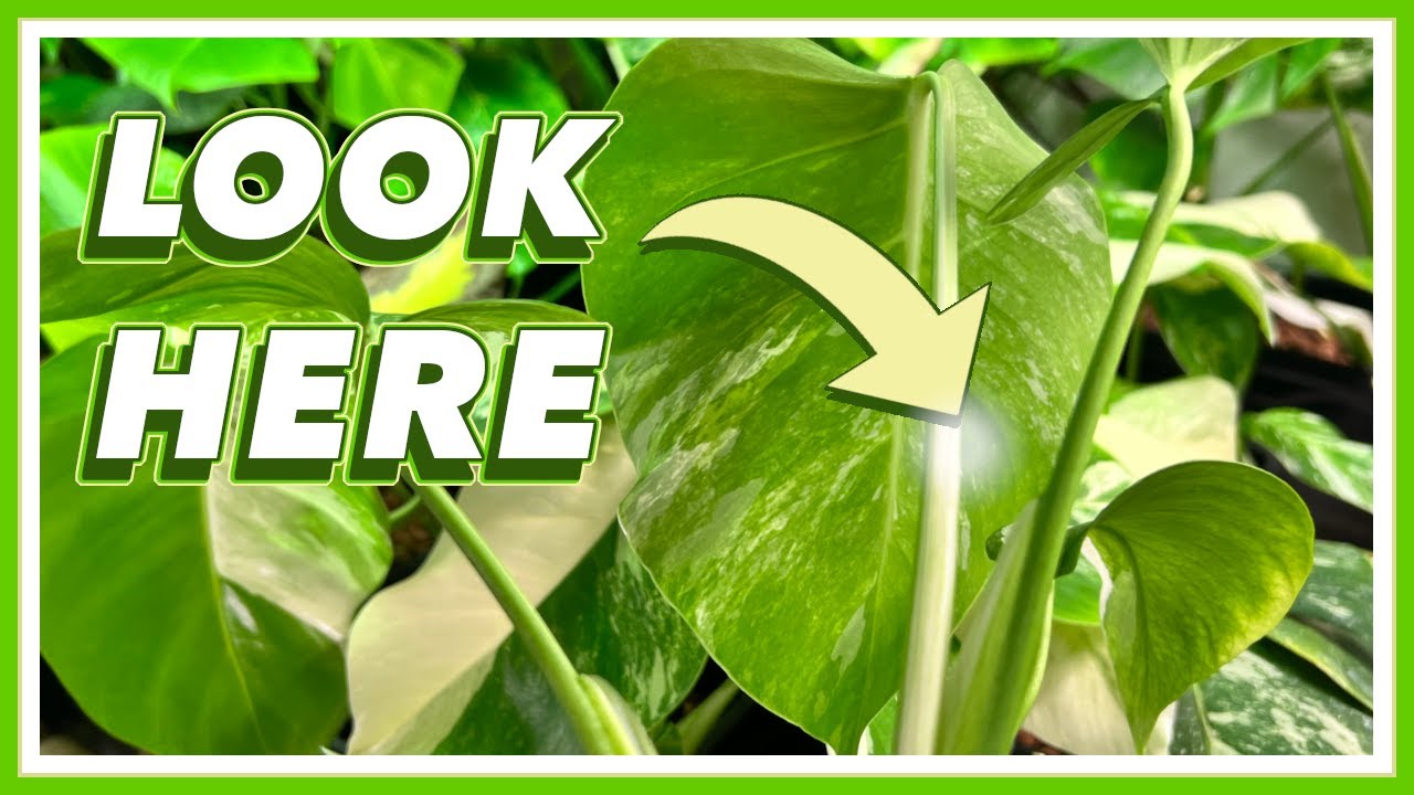 Bargain Hunting for Monstera Albos!