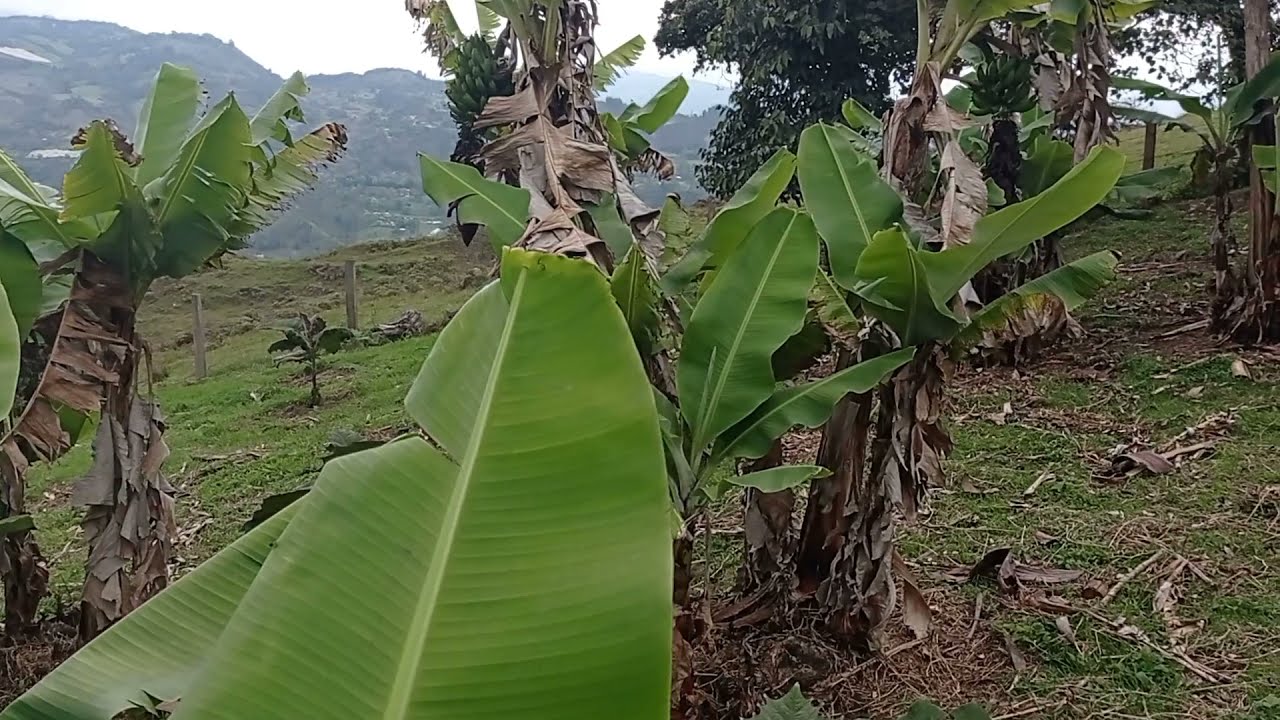 HIMNO A GACHETÁ CUNDINAMARCA - COLOMBIA