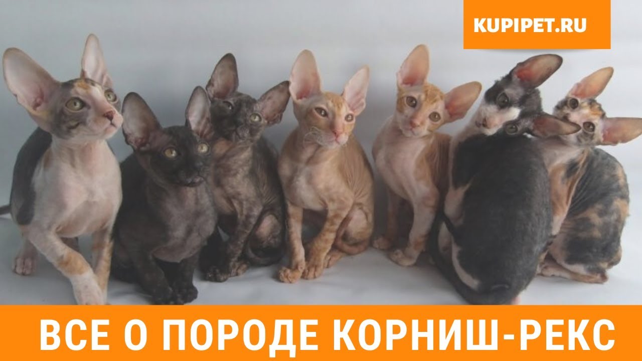 КОРНИШ РЕКС ВСЕ О ПОРОДЕ. ИНТЕРЕСНЫЕ ФАКТЫ