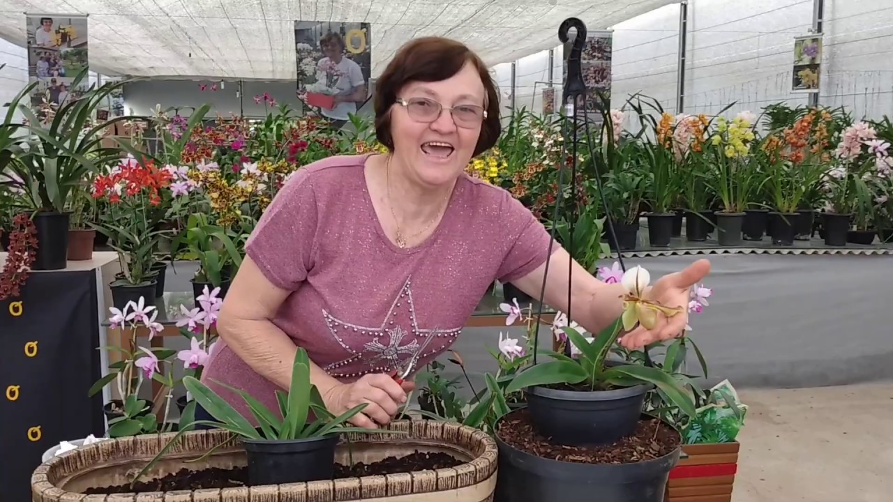 Replantar Orquídea Sapatinho PAPHIOPEDILUM em uma Floreira