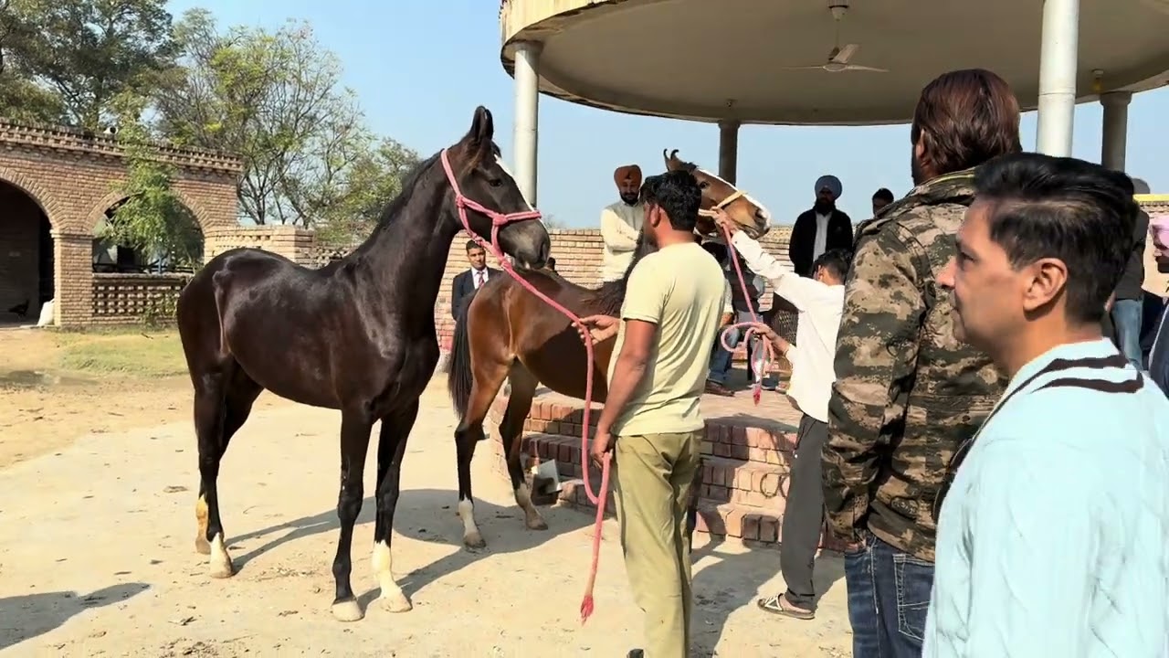 horses of Badal Stud farm of Sr Sukhbir singh Badal ਬਾਦਲ ਘੋੜਾ ਫਾਰਮ ਦੇ ਘੋੜੇ