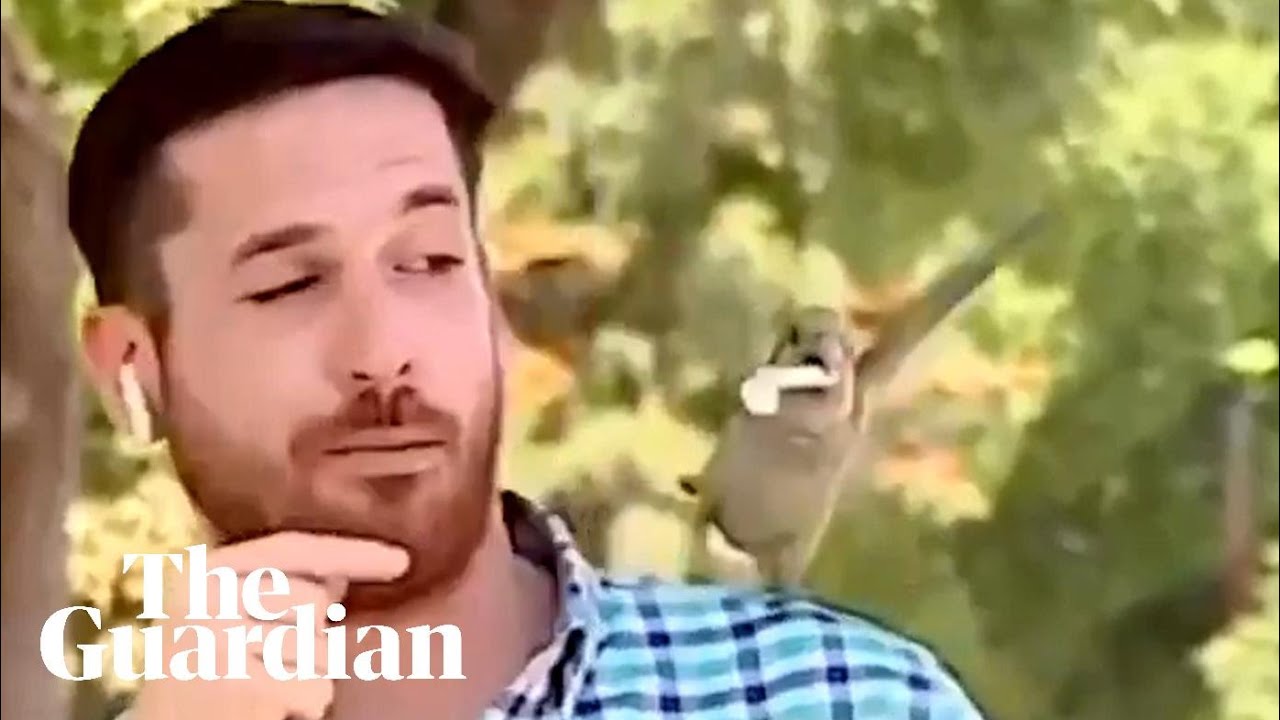 Pesky parrot steals reporter's earphone live on air in Chile