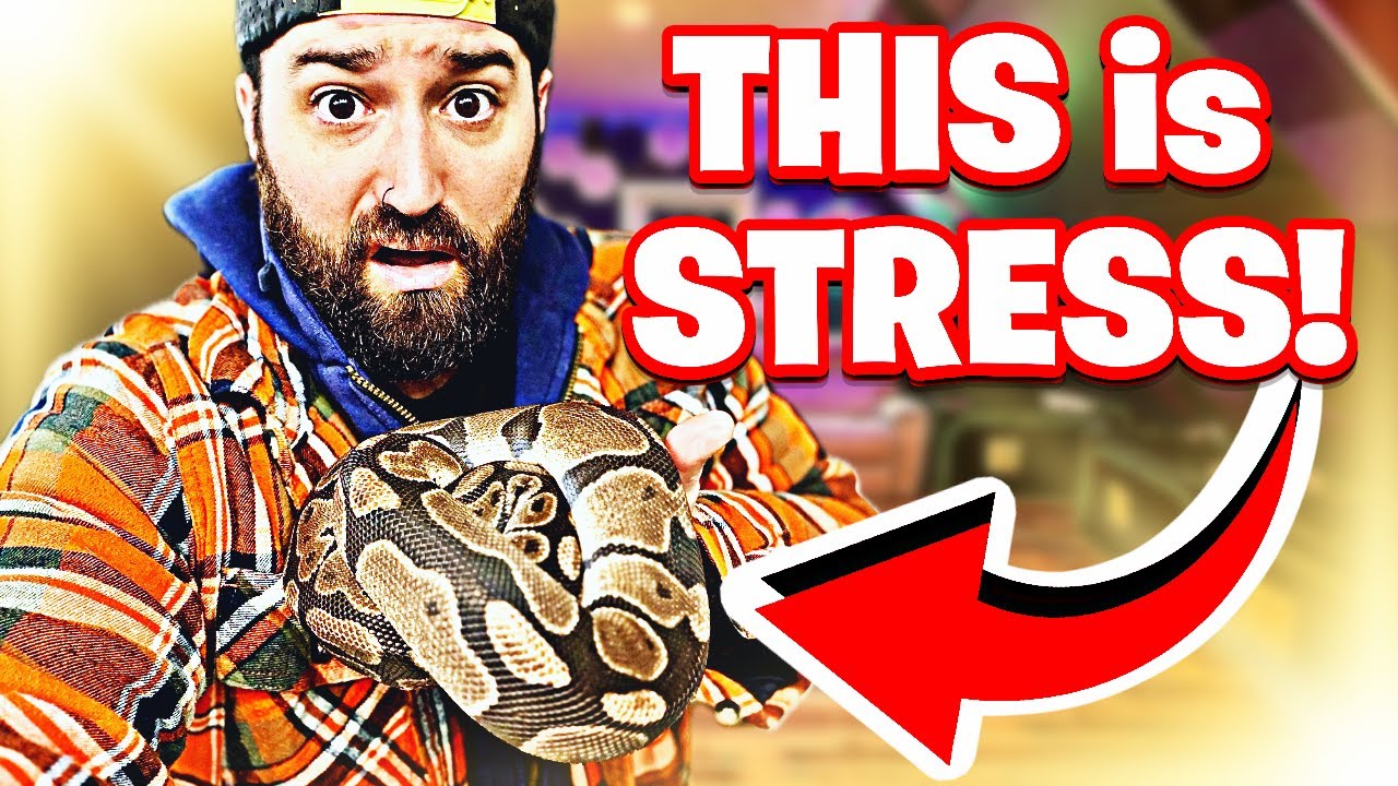 YOUR Snake is STRESSED and YOU Don't Even REALIZE it!