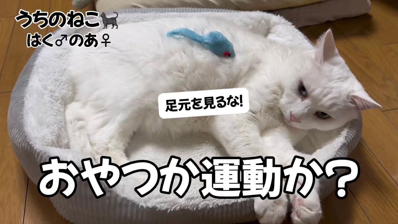 いつもは参加しないのに参加したのは⁉︎  母のいたずらに白猫の反応は…