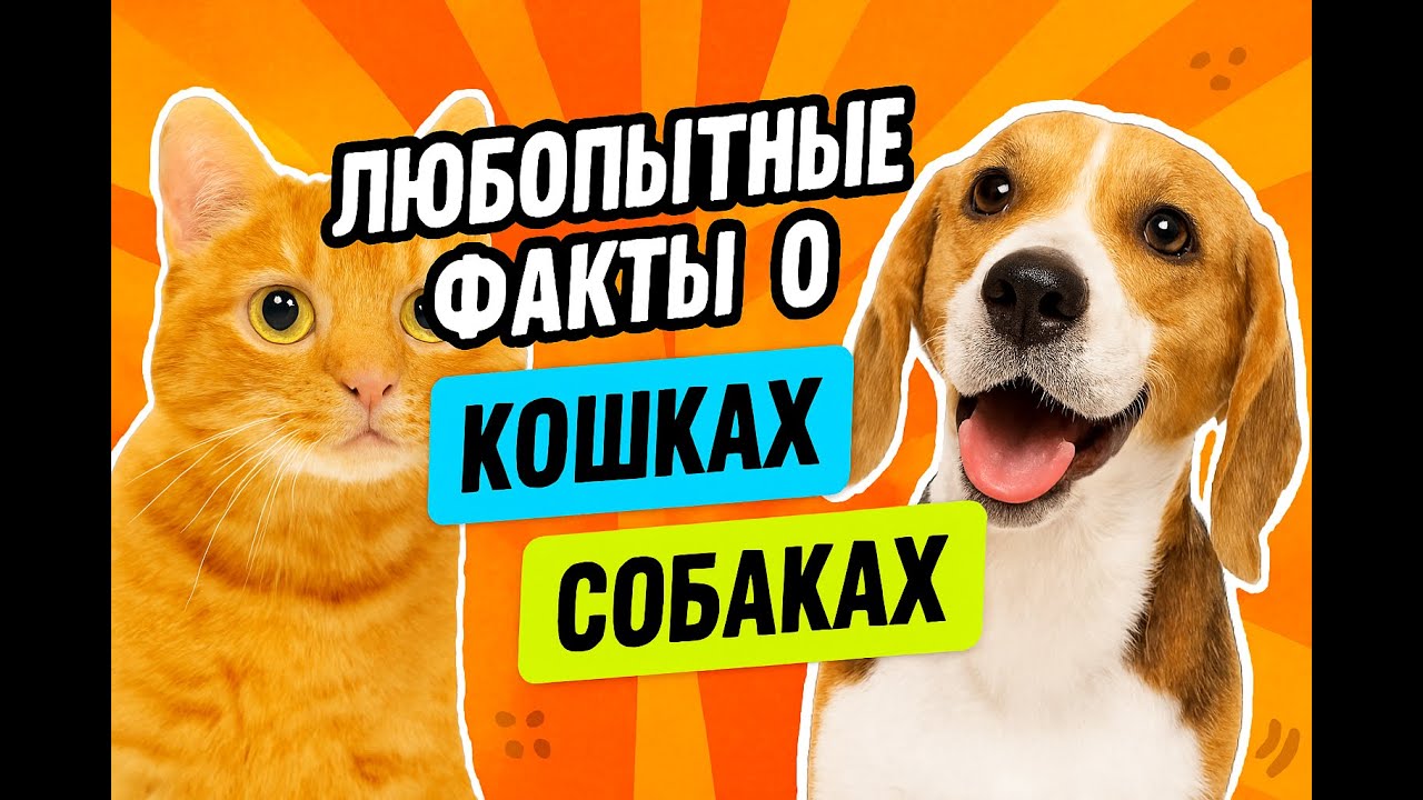 Кошка и Собака.  В чем их различия и схожесть...Cat and Dog. Their Differences and Similarities..