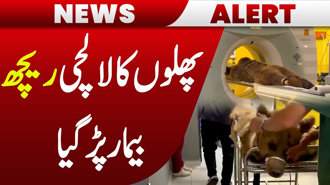 Bear undergoes MRI in Turkey for eating too much fruit