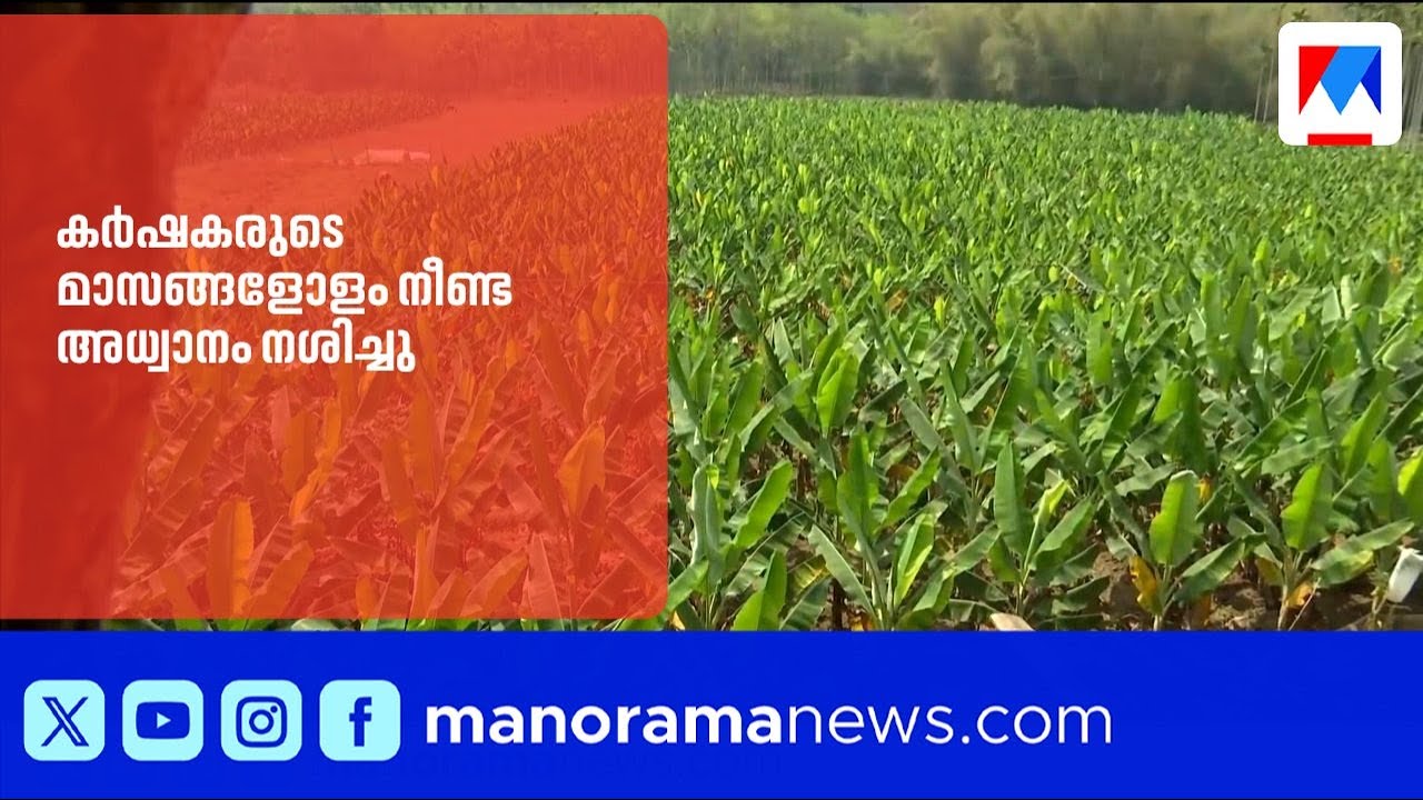 വയനാട്ടിൽ ഫംഗസ് രോഗം: ആയിരക്കണക്കിന് വാഴകൾ നശിച്ചു | Wayanad