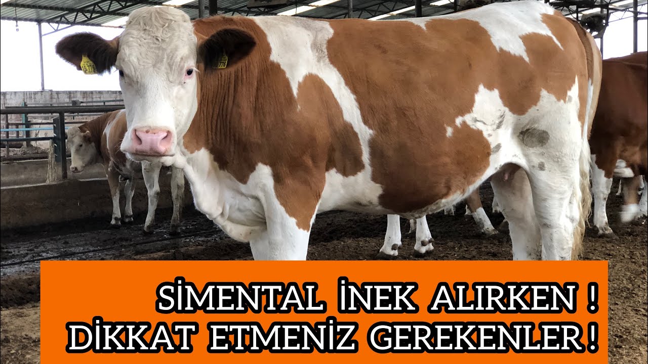 SÜTÇÜ SİMENTAL GEBE DÜVE #simental #gebedüve #inek