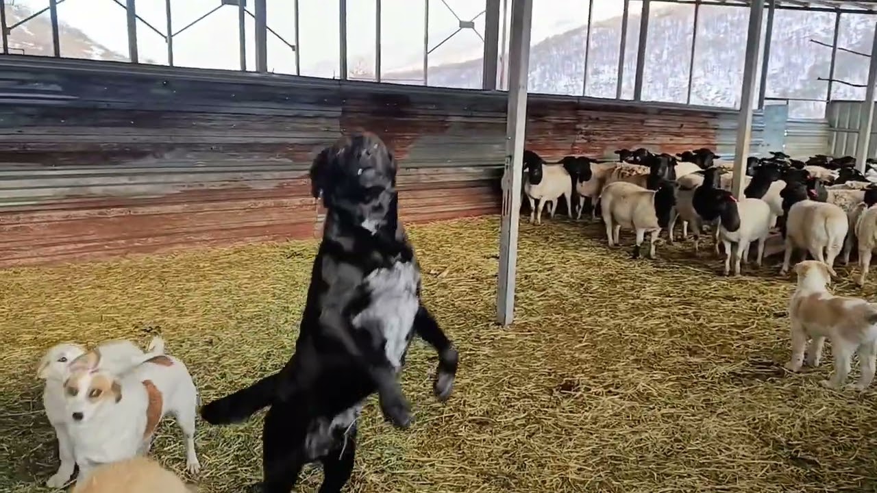 Դորպերները Գեղատափում՝ ձմռան ծածկի տակ @mountainhighfarms