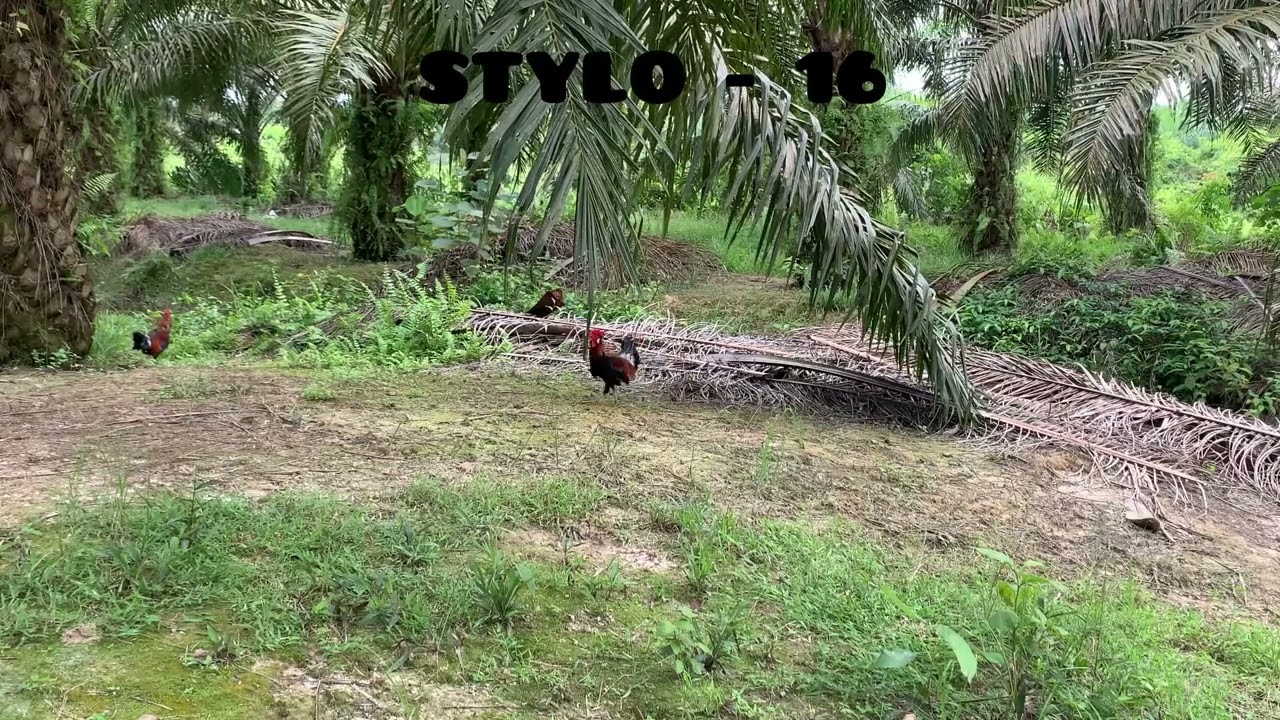 Pikat Ayam Hutan Si Stylo Tapau ke 16, Ayam seberang Sungai Datang terbang!